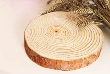 Особенности карельской сосны-уникальные качества и применение.