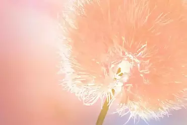 Оттенок "Персиковый пух" в интерьере и дизайне мебели.